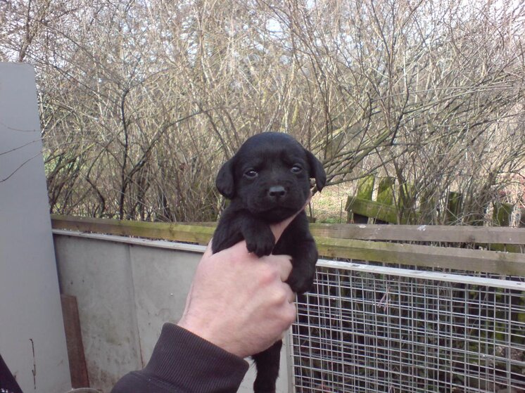 maizie 001.jpg