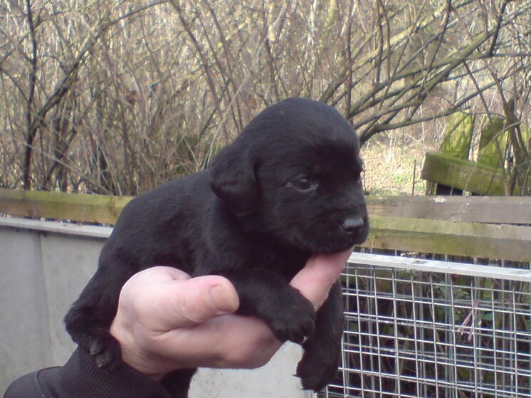 maizie 002.jpg
