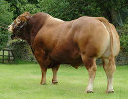 LimousinBull.jpg