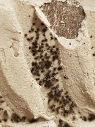 up close of mould.jpg