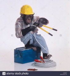 chimpanzee-pan-troglodytes-lining-electrician-mammals-mammal-lords-H3W6DF.jpg