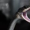 Cutsnake