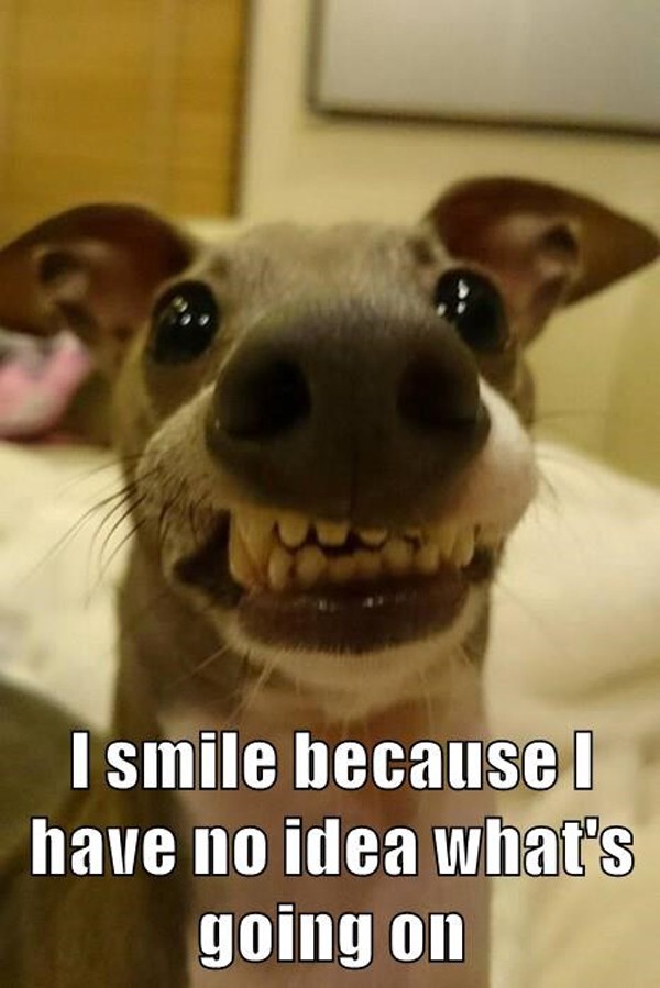 funny-pictures-smile-because-no-idea-going-on-dog-600x899.jpg