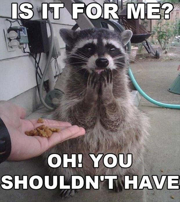 funny-racoon-pictures.jpg