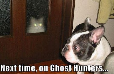 funny-dog-pictures-ghost-cat.jpg